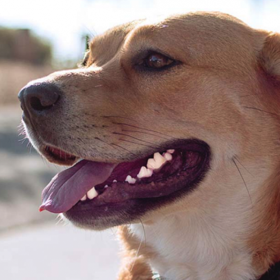 ขูดหินปูน (Dental Scaling Package)